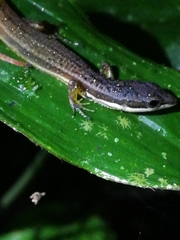 Cercosaura argulus