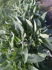 Symphytum officinale