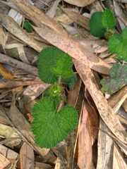 Rubus pectinellus