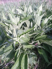 Symphytum officinale