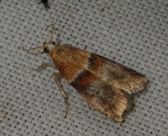 Acrobasis repandana