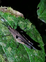 Xiphiola cyanoptera