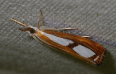 Catoptria