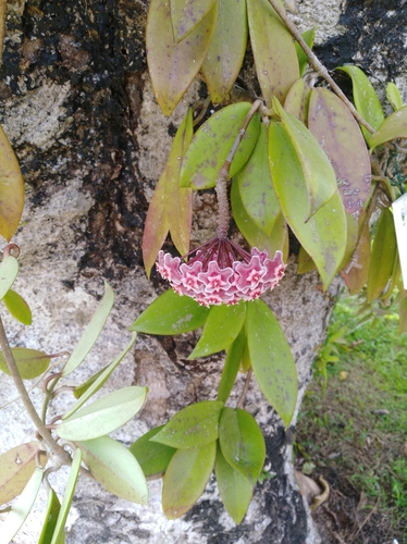 Hoya pubicalyx Merr.