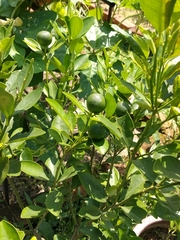 Citrus × aurantiifolia