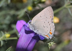 Satyrium californica