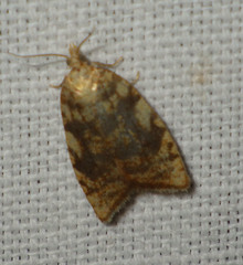 Aleimma loeflingiana