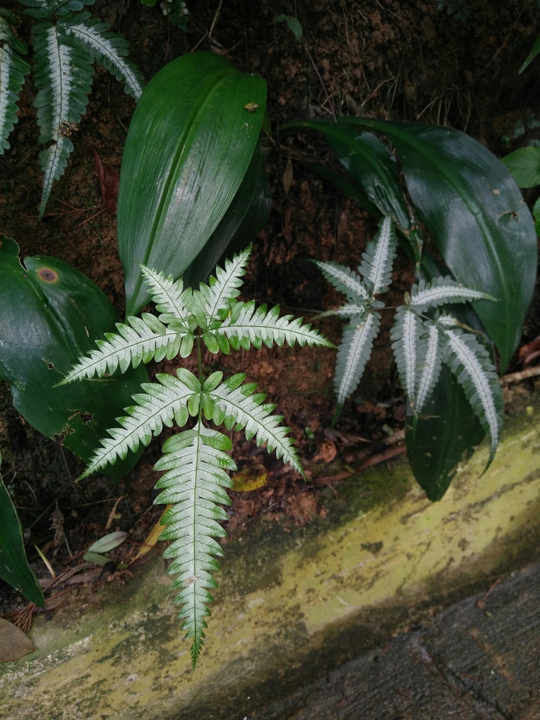 Pteris argyraea