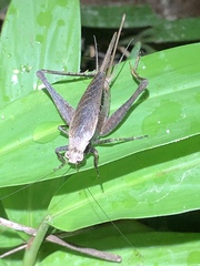 Eneoptera