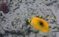 Chaetodon bennetti