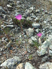 Clarkia gracilis gracilis