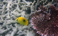 Chaetodon bennetti