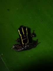 Ranitomeya variabilis