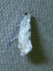 Niphonympha dealbatella