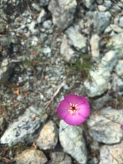 Clarkia gracilis gracilis