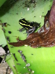 Ranitomeya variabilis