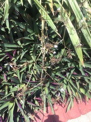Phormium cookianum