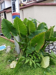 Alocasia macrorrhizos