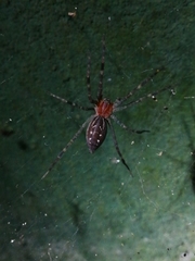 Aglaoctenus castaneus