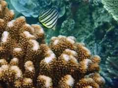Chaetodon octofasciatus
