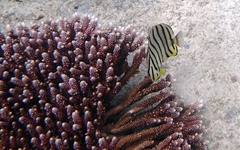 Chaetodon octofasciatus