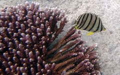 Chaetodon octofasciatus