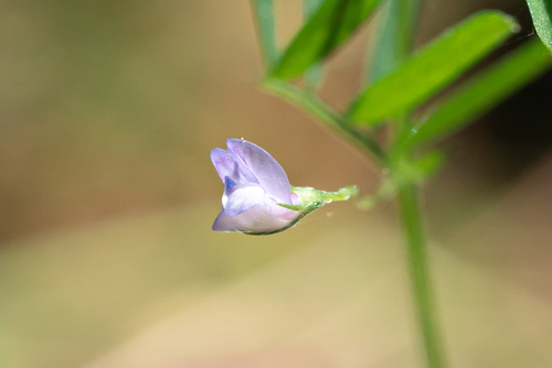 Dwarf Lentil (Vicia lenticula)
