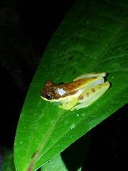 Dendropsophus rhodopeplus