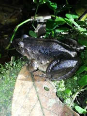 Leptodactylus wagneri