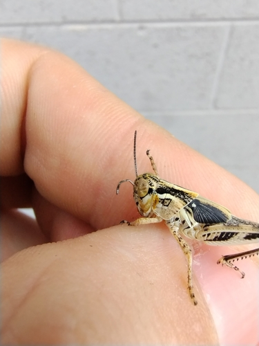 Migratory Grasshopper photo 3
