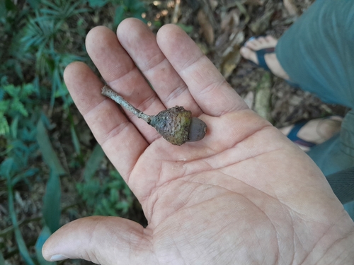 Image of Ocotea odorifera by (c) UNA Ecoturismo, some rights reserved (CC BY-SA)
