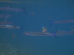 Hyporhamphus dussumieri
