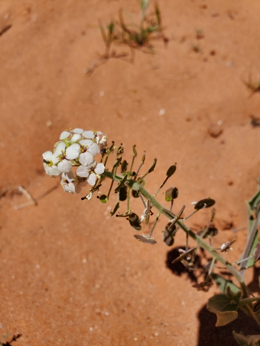 Image of Dimorphocarpa wislizeni by (c) Jonathan Curley, some rights reserved (CC BY)