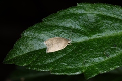 Scythropiodes