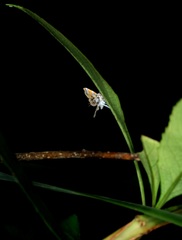 Musotima suffusalis