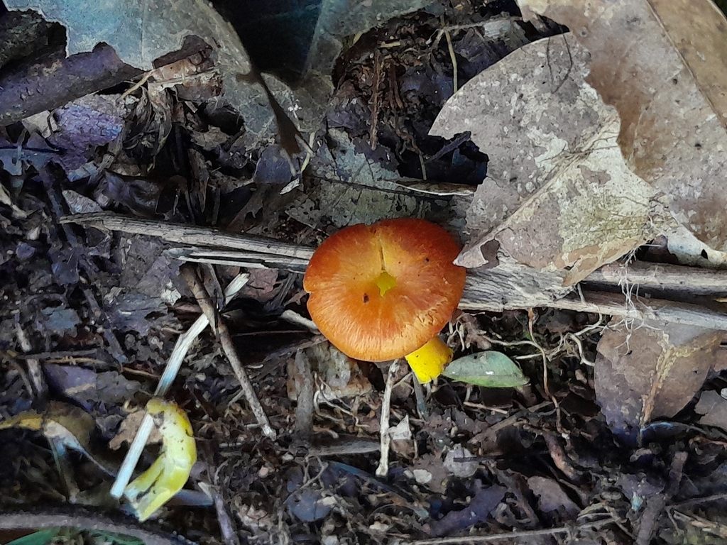 Hygrocybe · April 2024 · photo: © unaecoturismo (iNaturalist, cc-by-sa)