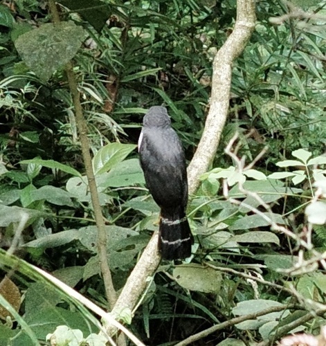 Slaty-backed Forest Falcon (Micrastur mirandollei), photo 8