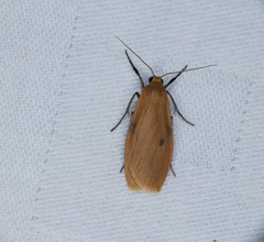 Paralithosia shaowuica