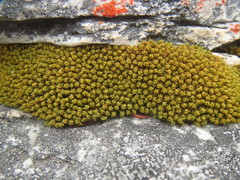 Hypodontium pomiforme