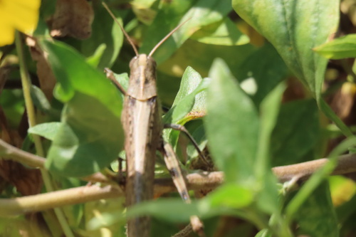 iNaturalist observation photo of Gray Bird Grasshopper