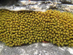 Hypodontium pomiforme