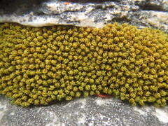 Hypodontium pomiforme