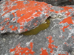 Hypodontium pomiforme