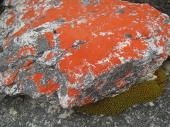 Hypodontium pomiforme