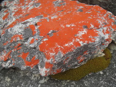 Hypodontium pomiforme