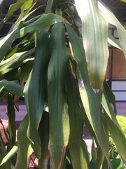 Dracaena fragrans