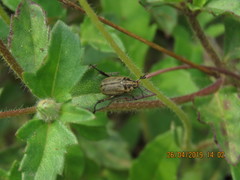 Anomala takasagoensis