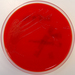 Enterococcus faecium - Photo (c) Nathan Reading, algunos derechos reservados (CC BY-NC-ND)
