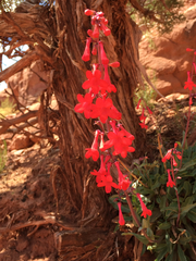 Penstemon utahensis