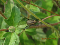 Anomala takasagoensis